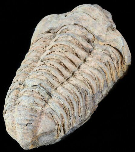 Calymene Trilobite From Morocco #49621